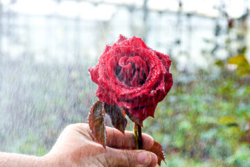 Cultiva de rosa holandesa en el oeste de Irán