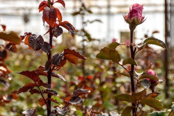 Cultiva de rosa holandesa en el oeste de Irán