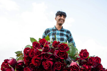 Cultiva de rosa holandesa en el oeste de Irán