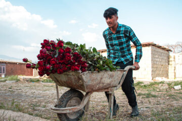 Cultiva de rosa holandesa en el oeste de Irán