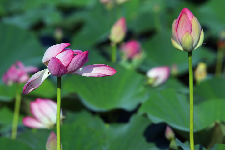 در آستانه روز جهانی تالابها؛ «رادیو تالاب» آغاز به کار کرد