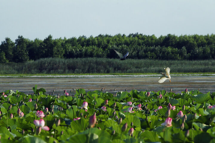 حضور مقامات عالیرتبه ۱۲ کشور درگیر گردوغبار تا تعیین تکلیف ۴۱۱ پروژه بدون مجوز محیطزیست