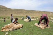 ۸۰ درصد پشم تولیدی خراسان جنوبی خام‌فروشی می‌شود