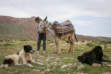 Les nomades de Kormanj dans le nord-est de l’Iran 