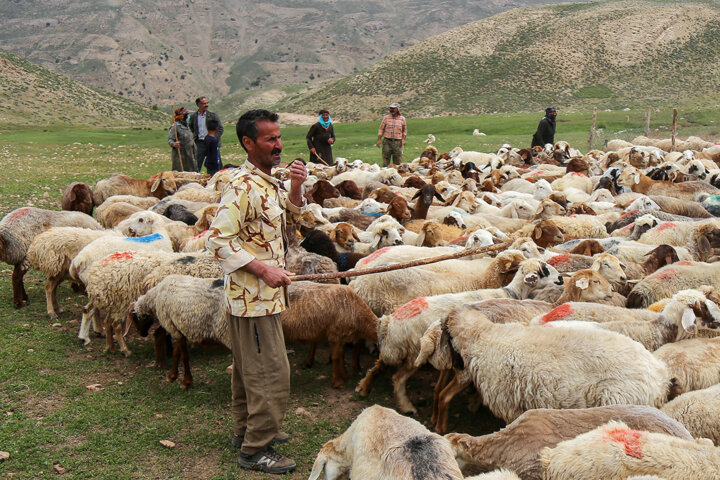 سامانه‌های خورشیدی در مناطق عشایری استفاده می‌شود/ مدرن شدن زندگی عشایر پایتخت