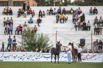 جشنواره بین المللی اسب کرد