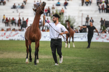 جشنواره بین المللی اسب کرد