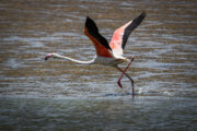 Flamingos im Urmia-See