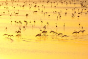 طيور فلامينغو في بحيرة أرومية شمال غرب إيران