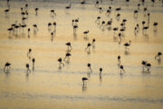 فلامینگو ها در تالاب های اقماری دریاچه ارومیه