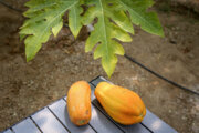 Tropical fruit Papaya finds its way to Iran