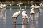 Urumiye Gölü'nde sulak alanlarda görülmeye değer flamingolar 
