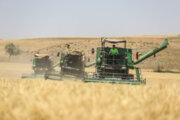 ۵۰ درصد از اراضی زیرکشت استان همدان به گندم اختصاص دارد