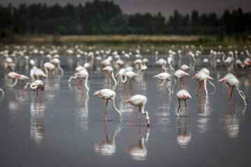 Flamencos en lagunas del lago Urmía