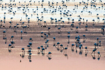 حضور بیش از ۳۰ هزار فلامینگو در تالاب های اقماری دریاچه ارومیه