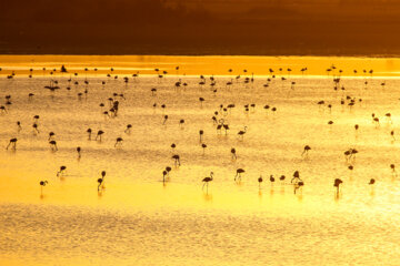 حضور بیش از ۳۰ هزار فلامینگو در تالاب های اقماری دریاچه ارومیه