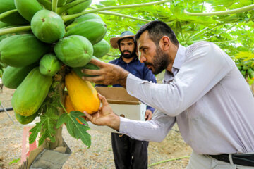 کشت گلخانه ای پاپایا در خراسان شمالی