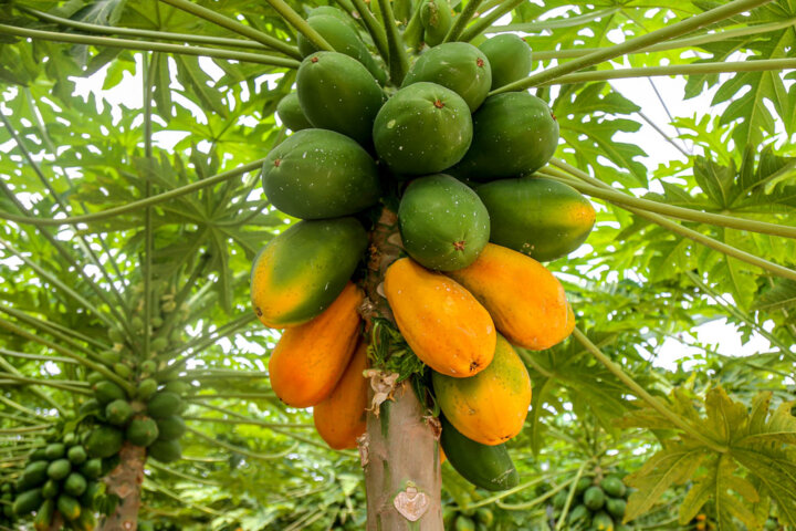 از هدفگذاری احداث ۱۵ پایانه صادراتی تا خودکفایی در تکنولوژی ساخت