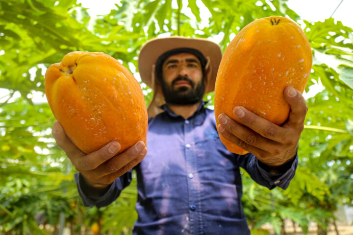 افزایش سهم صنایع تبدیلی کشاورزی از اقتصاد ایران در سالی که گذشت