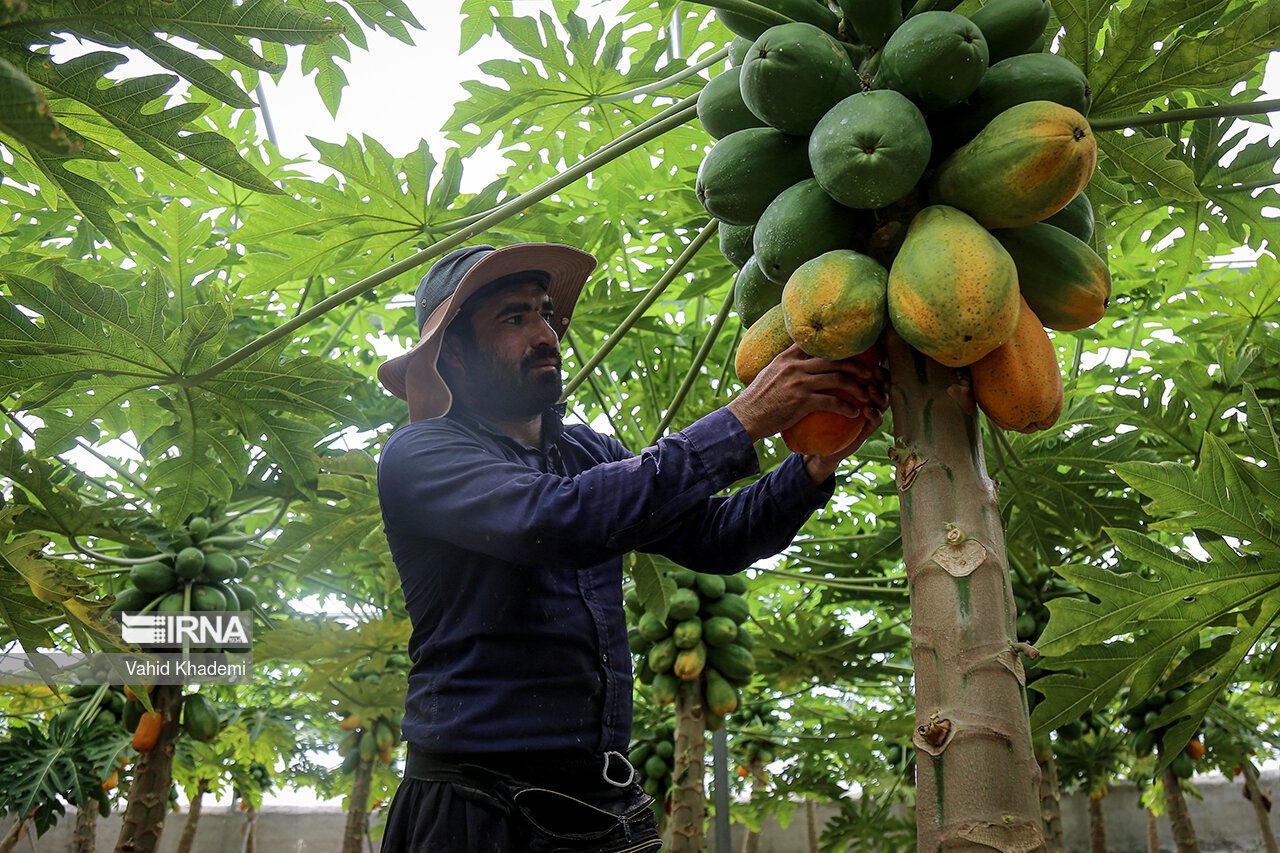 حدود چهار هزار تن از محصولات باغی و گلخانه‌ای سیستان و بلوچستان صادر شد