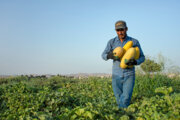 Persian melon harvest in Iran’s Semnan