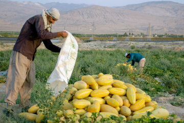 برداشت خربزه در استان سمنان