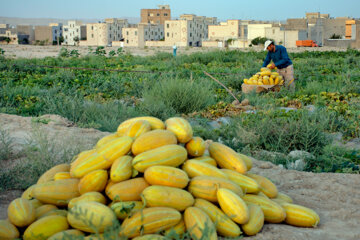 برداشت خربزه در استان سمنان