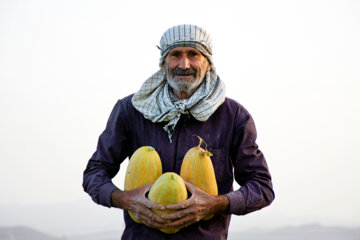 برداشت خربزه در استان سمنان