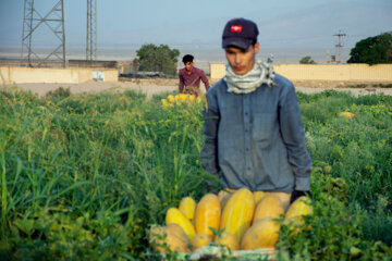 برداشت خربزه در استان سمنان