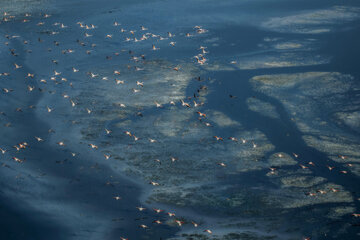 Flamencos sobrevolando el lago Maharlou 
