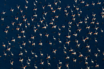 Flamencos sobrevolando el lago Maharlou 
