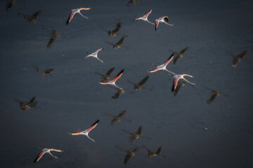Flamencos sobrevolando el lago Maharlou 
