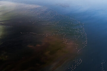 فلامینگوها بر فراز دریاچه مهارلو