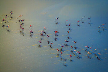 Flamencos sobrevolando el lago Maharlou 
