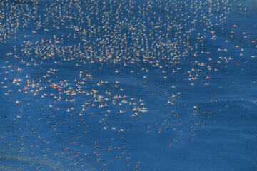 Flamencos sobrevolando el lago Maharlou 
