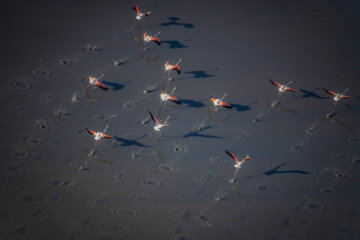 Flamencos sobrevolando el lago Maharlou 
