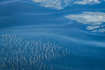 Flamencos sobrevolando el lago Maharlou 
