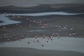 Flamencos sobrevolando el lago Maharlou 
