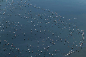 Flamencos sobrevolando el lago Maharlou 
