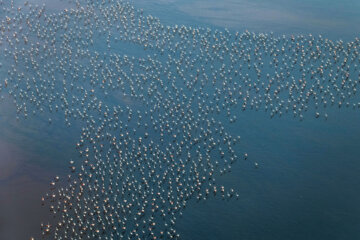 Flamencos sobrevolando el lago Maharlou 
