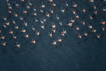 Flamencos sobrevolando el lago Maharlou 
