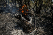 آتش سوزی شب‌گذشته به پنج هکتار از درختان راش سوادکوه خسارت زد