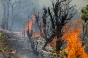 سرایت آتش از زمین‌های کشاورزی به جنگل بلای جان عرصه‌های منابع طبیعی خوزستان