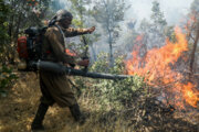 Zagros meşe ormanları yanıyor