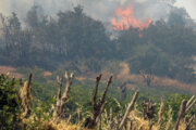 آتش به ۲۰ هکتار از زمین‌های گندمان چهارمحال و بختیاری خسارت وارد کرد