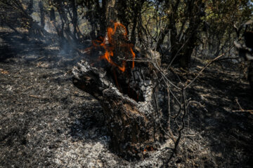 آتش سوزی شب‌گذشته به پنج هکتار از درختان راش سوادکوه خسارت زد