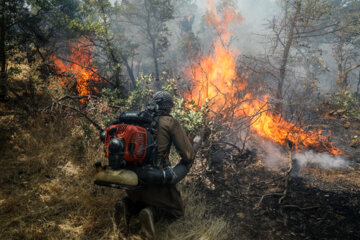 بخشی از جنگل های مرزن آباد چالوس آتش گرفت