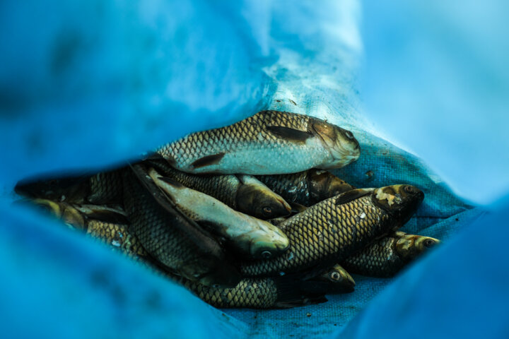 رونق شیلات در دل کویر؛ تولید بیش از سه هزار تن گوشت ماهی در خراسان جنوبی