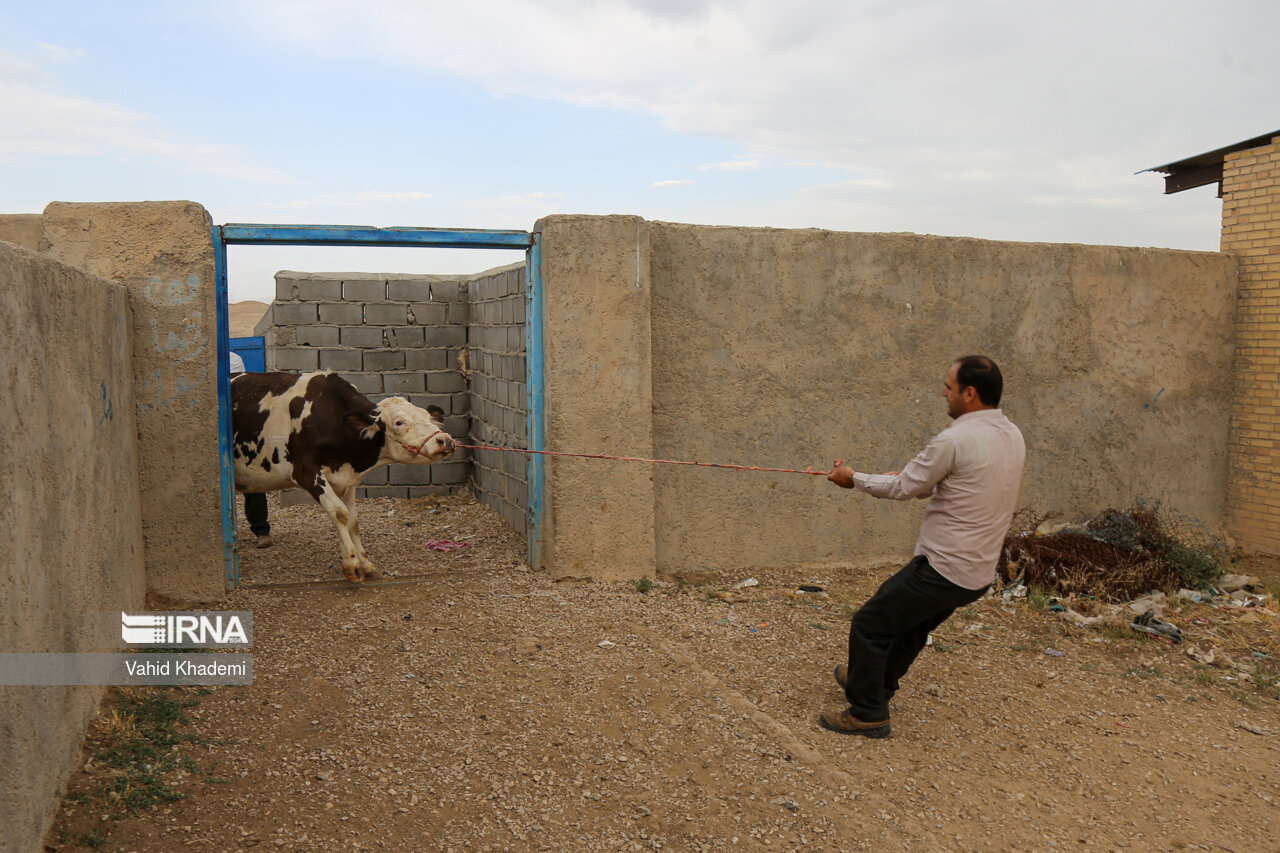 ذبح خودسرانه دام در منازل هشترود ممنوع شد ذبح خودسرانه دام در منازل هشترود ممنوع شد