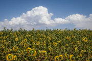 ۲۵ هزارهکتار زمین در آذربایجان‌غربی زیر کشت آفتابگردان رفته است/خوی رتبه اول استانی